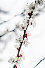 Flowering of apricot