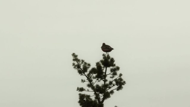 Pacific godwit (Limosa lapponica) on top of swamp pine - nesting on high bog. Lapland
