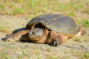 Large ugly common snapping turtle on gravel field