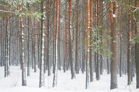 Fototapeta pine trees
