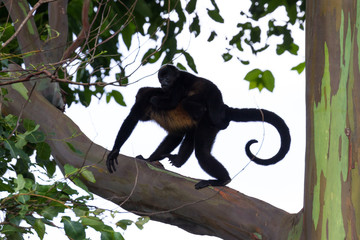 Howler Monkeys in Costa Rica