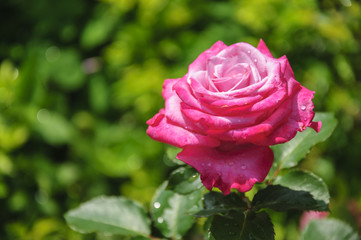 Blossoming rose flower closeup in garden 