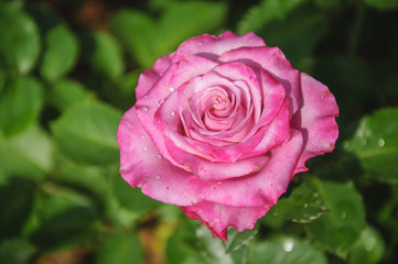 Blossoming rose flower closeup in garden 