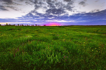 Multicolored sunset colors on a cloudy day over a meadow of flowers and greens - obrazy, fototapety, plakaty