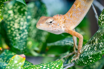 Female Oriental garden lizard (chordata: Sarcopterygii: reptilia: squamata: Agamidae: Calotes versicolor) climbing and crawling on a tree