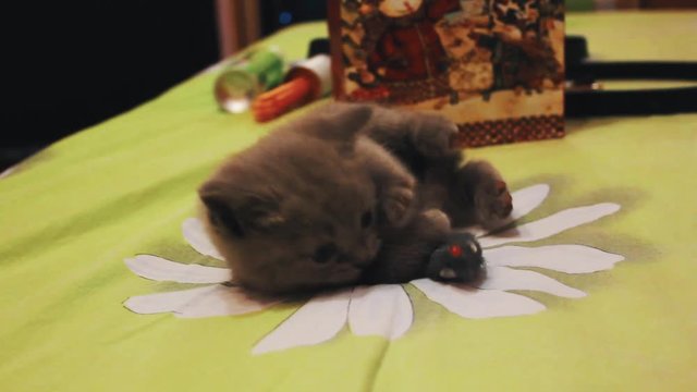 Little cute furry grey british kitten playing with toy mouse and rolls around on bed sheet with chamomile picture