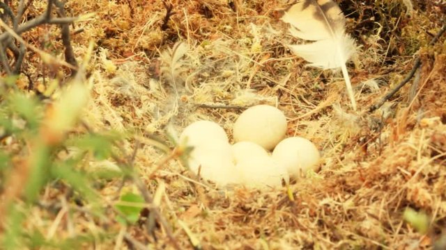 nest of marsh owl in raised bog on bed of moss, among rosemary
