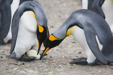 King penguins inspect an egg, ready for an egg exchange between the two - 159789286