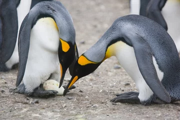 Fotobehang King penguins inspect an egg, ready for an egg exchange between the two © willtu