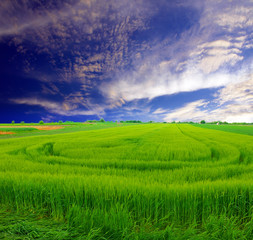 green wheat field and clouds