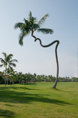 crooked palm tree