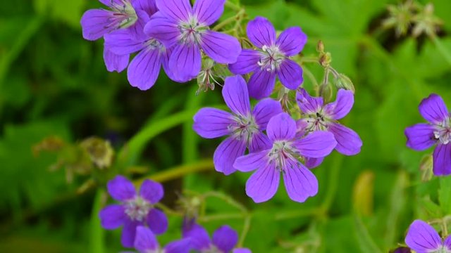 Wild Cranesbill. Geranium pratense close up footage shooting static camera.