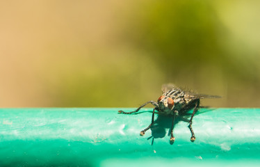 The fly sits on the surface is lit by the bright sun. Macro photo of an insect with an extreme enlargement blow-flies, carrion flies, bluebottles, greenbottles, or cluster flies calliphoridae, lucilia