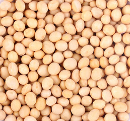 top view of soy beans