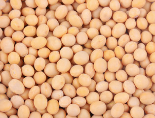 background of soy beans