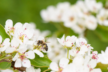 A bee collects nectar from the flowers of pear trees in profile