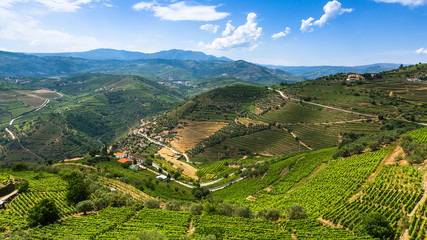 Panorama of Douro Valley, Portugal. Top view of vineyards are on a hills.