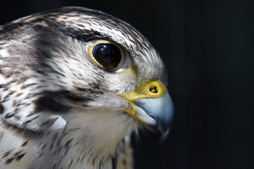 Gyrfalcon (Captive/Sanctuary)