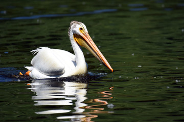 American White Pelican