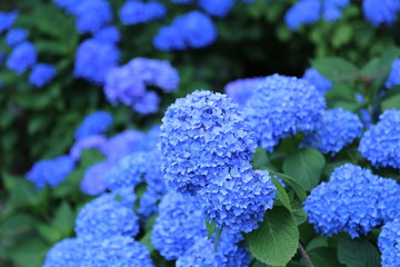 熊本城内のあじさい