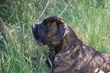 chien cane corso dans la nature