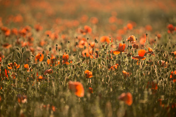 Obraz premium Mohnblumen