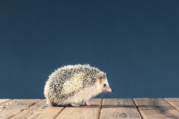 ハリネズミ © beeboys