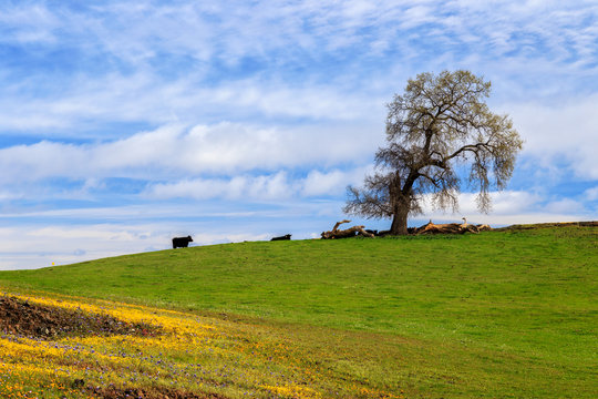 Cows On A Spring Hill