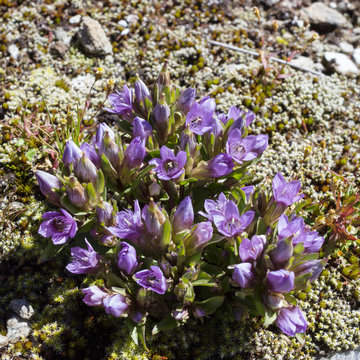 Alpine flower, Gentianella Germanica, Chiltern gentian. Aosta valley, Italy