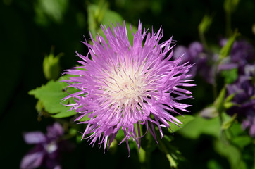 Cornflower garden.