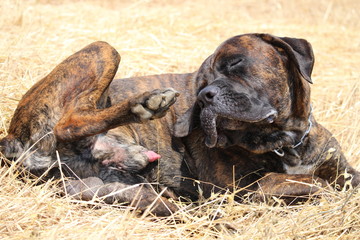 chien qui se gratte cane corso
