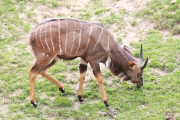 Fototapeta na wymiar Nyala of animal in safari.