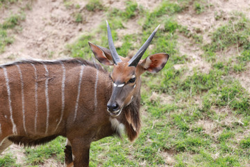 Nyala of animal in safari.