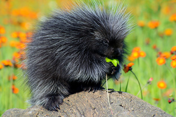 A black Porcupine feeds on orange Hawkweed.