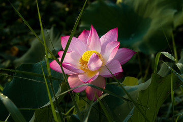 pink lotus flower