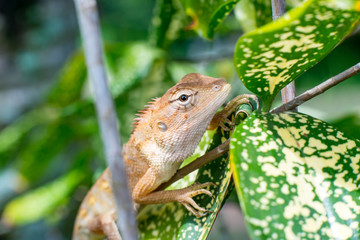 Female Oriental garden lizard (chordata: Sarcopterygii: reptilia: squamata: Agamidae: Calotes...