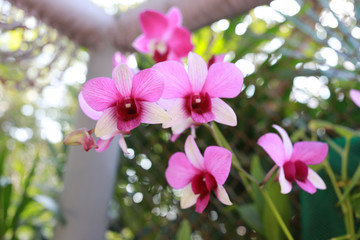 Pink orchids are blossoming.