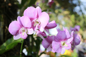 purple orchids are blossoming.