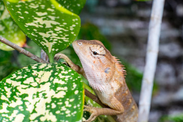 Female Oriental garden lizard (chordata: Sarcopterygii: reptilia: squamata: Agamidae: Calotes versicolor) climbing and crawling on a tree