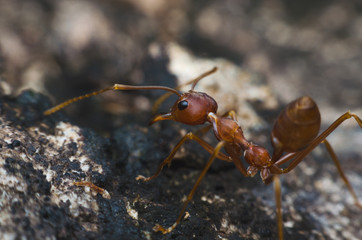 back view of red ant standing on tree bark.