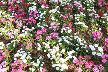 Mix color Dianthus chinensis flower.