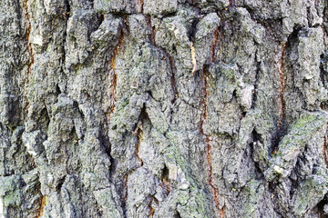 Beautiful texture bark of a perennial tree