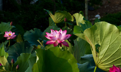 pink lotus flower