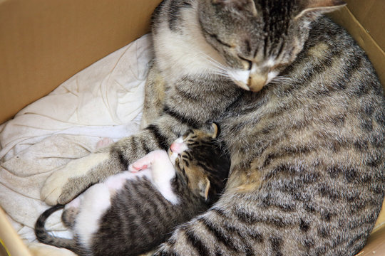 Cute little kitten sleeping with her mother
