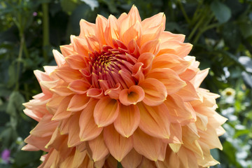 Partial View of Christie Leader Dahlias