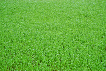 Green grass background