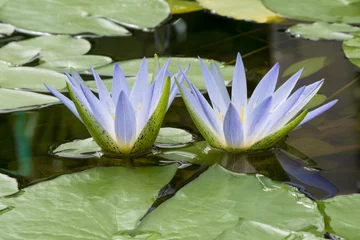 Fabric by meter Waterlillies Blue Lotus of Egypt, Nymphaea Caerulea Waterlilies