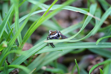 Spider jumping on green leaf.