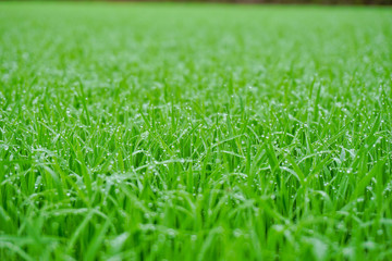 Fresh Grass With Dew Drops