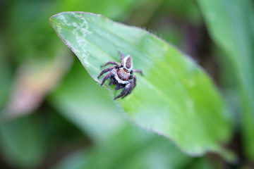 Fototapeta premium Spider jumping on green leaf.